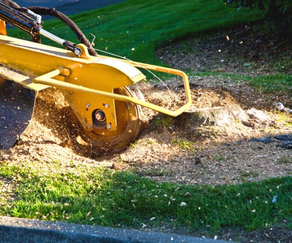 Stump Grinding Brisbane expert